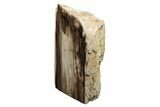 Polished, Petrified Wood (Metasequoia) Stand Up - Oregon #193755-1